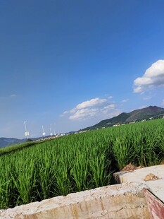 田园风光 葱郁田野与远山