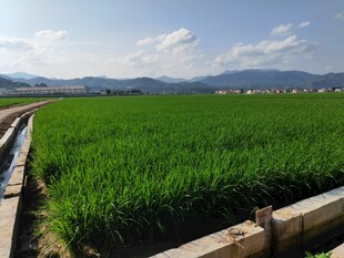 翠绿稻田风光