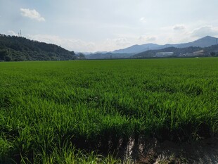 广袤绿野 田园风光初览