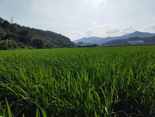 广袤绿野 远山相伴