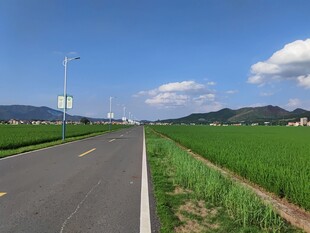 乡村公路旁的翠绿田野