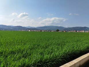 广袤绿野田园风光美景