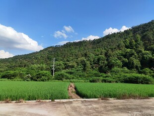 田园风光中的乡间小路