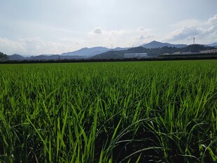 广袤绿野 田园风光无限