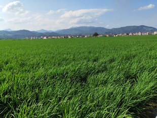 广袤绿野 远山蓝天美景