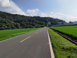 乡村公路旁的绿野风光
