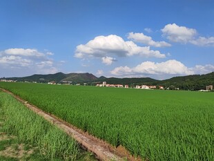 田园绿野风光