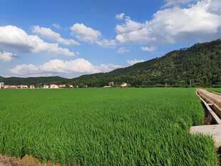 田园绿野风光