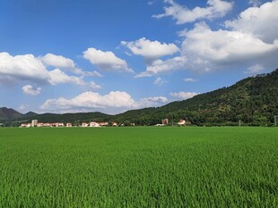 广袤绿野与远山蓝天