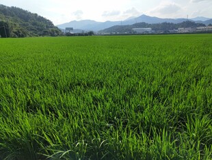 翠绿稻田 