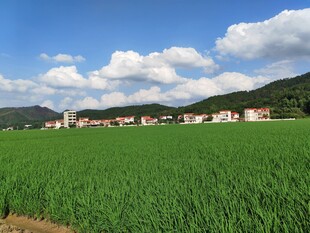 绿野村庄 蓝天白云田园景