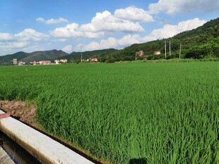 翠绿稻田与远山美景