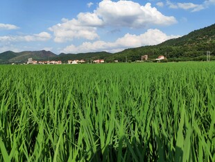 翠绿稻田与远处山峦美景
