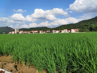 田园风光中的葱郁农田
