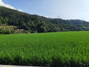 翠绿稻田与远山风景
