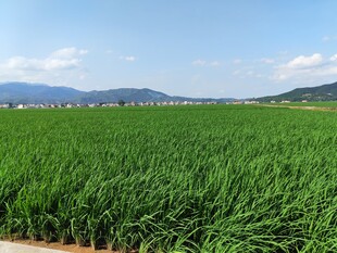 广袤葱郁的田野风光