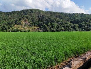 翠绿稻田与远山美景