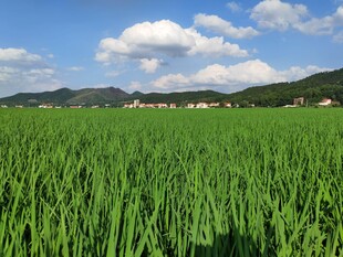 广袤绿野 田园风光如画