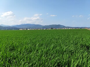 广袤绿野 远山蓝天相衬