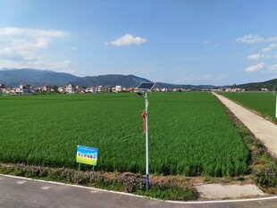田园  绿油油水稻田