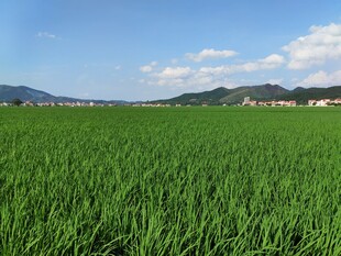广袤绿野 田园风光无限