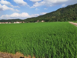 广袤绿野中的田园风光