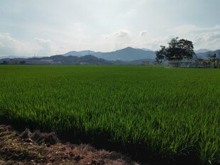 绿色田野与远处山峦美景