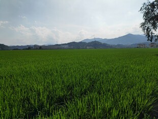 广袤绿野 远山近树