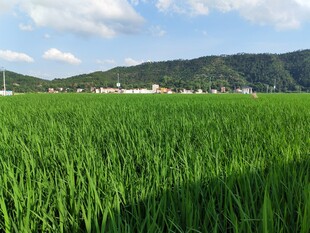 翠绿稻田与远山美景