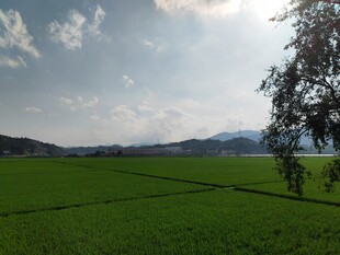 广袤绿野 独树映蓝天