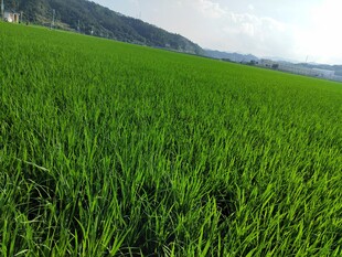 翠绿稻田 远山相伴