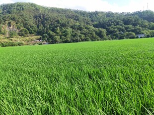 翠绿田野与远处山峦风光