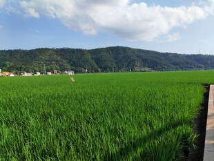 广袤绿野 远山相伴