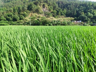 翠绿稻田与远处青山