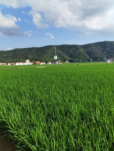 广袤绿野与远山相映成趣