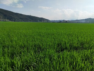 翠绿田野风光