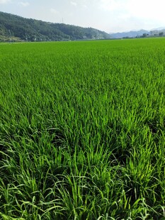 翠绿田野 展现自然生机