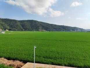 翠绿稻田与远山美景