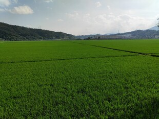 广袤绿色农田风光