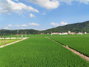 广袤绿野稻田风光