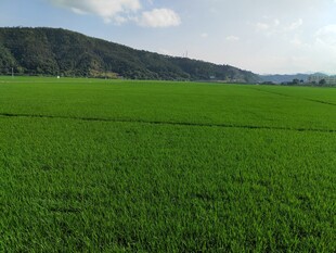 广袤绿野 远山蓝天美景