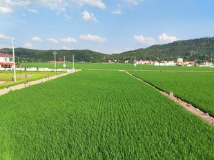 翠绿稻田 田园风光如画