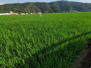 绿色稻田 远处山峦美景