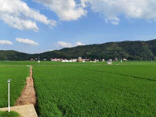 田园绿野间的乡村风光
