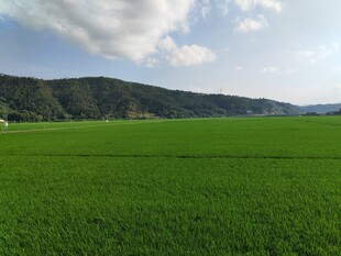 广袤绿野与远山蓝天