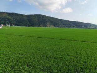 广袤绿田与远山相映