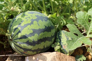 田间成熟大西瓜
