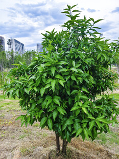 绿叶繁茂的 单株果树