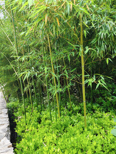 竹林小径