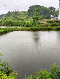 乡村宁静池塘与葱郁植被